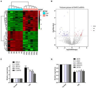 Expression characteristics of circular RNA in human traumatic brain injury